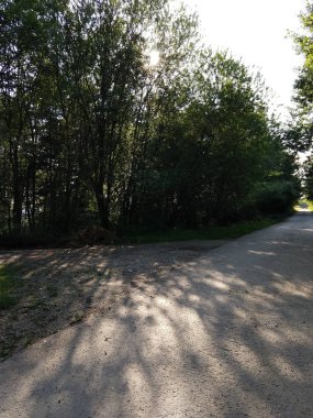 Güneşli bir günde ormandaki ağaçlar