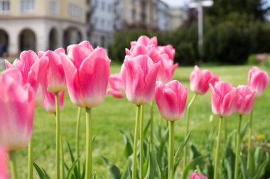 Renk çiçek atış kapatın