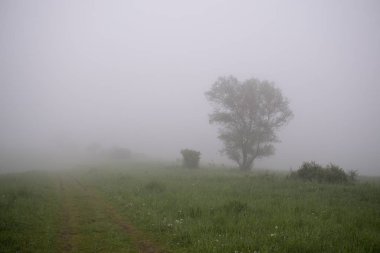 Ağaçlar ve manzaralı çayırda puslu bir sabah. Slovakya