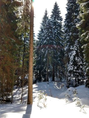 Slovakya, ormandaki kış ağaçları