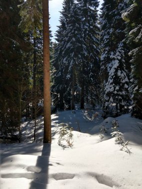 Slovakya, ormandaki kış ağaçları