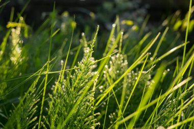 bahçe arka planında yeşil çimenler