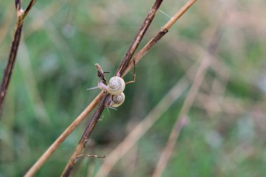 Arka planda salyangoz hayvanı. Slovakya