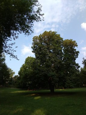 Mavi bulutlu gökyüzü ile yemyeşil park manzarası