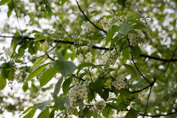 Kvetoucí Třešeň Jaře — Stock fotografie