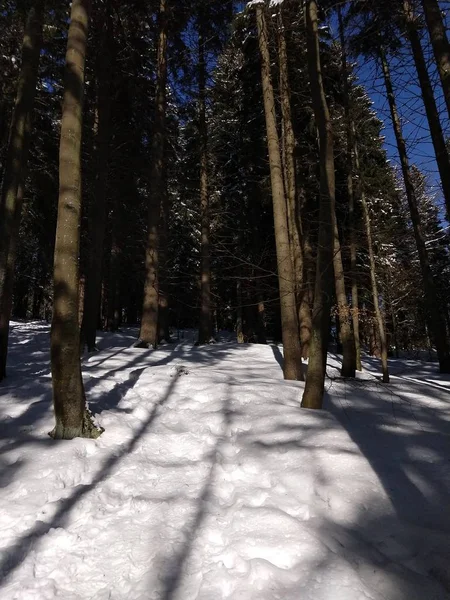 Zimowe Drzewa Czasowe Lesie Słowacja — Zdjęcie stockowe