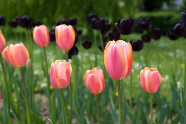 Piękne Tulipan Kwiaty Zbliżenie Strzał — Zdjęcie stockowe