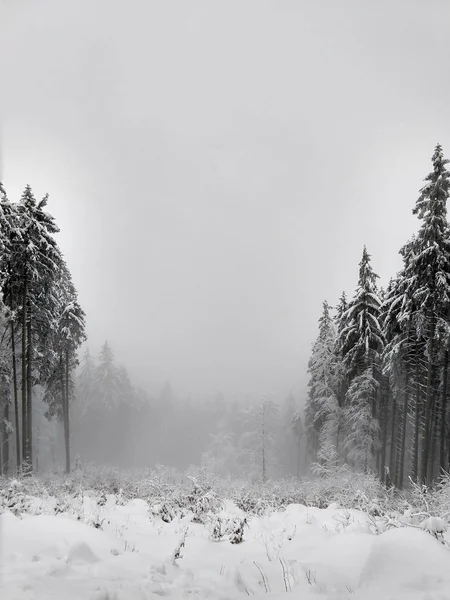 Niebla Sobre Nieve Invierno Bosque Día Disparo — Foto de Stock