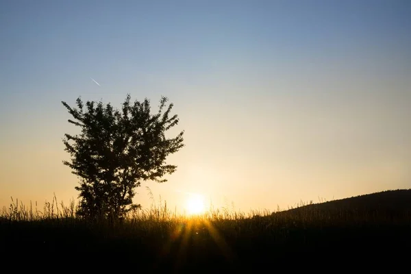 Giorno Colpo Foresta Slovacchia — Foto Stock