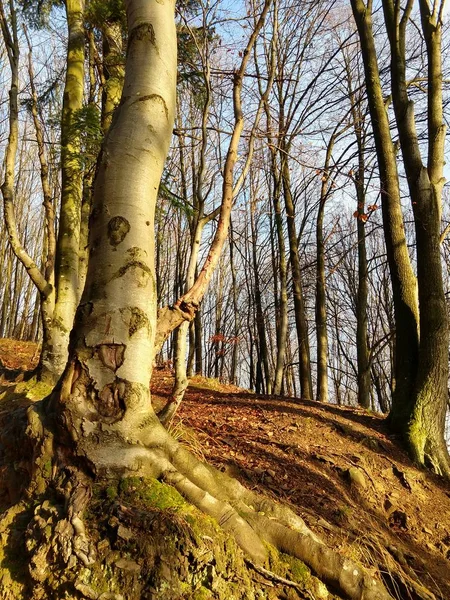 Sommartid Träd Skogen Slovakien — Stockfoto