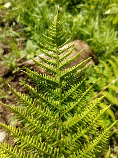 Beautiful Green Fern Slovakia — Stock Photo, Image