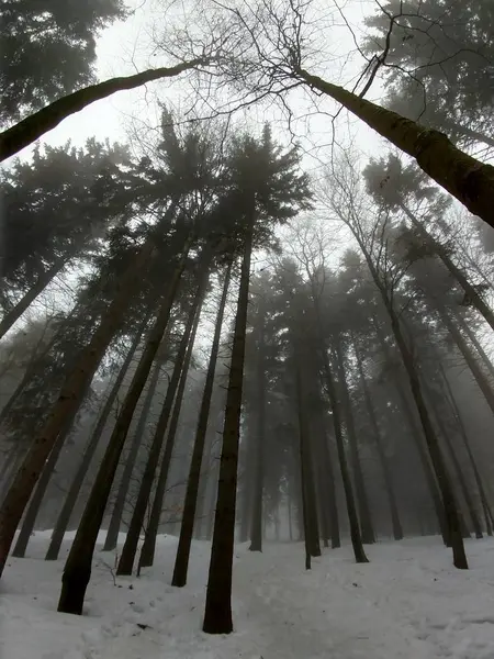 Winterzeit Bäume Wald Slowakei — Stockfoto