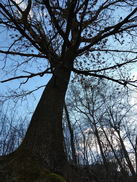 Alberi Estivi Nella Foresta Slovacchia — Foto Stock