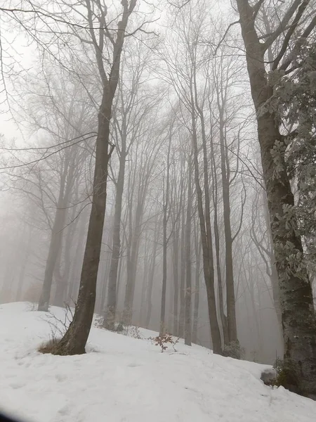 Niebla Sobre Nieve Invierno Bosque Día Disparo —  Fotos de Stock