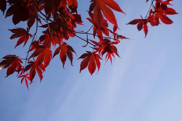 Красные Листья Дневная Съемка — стоковое фото