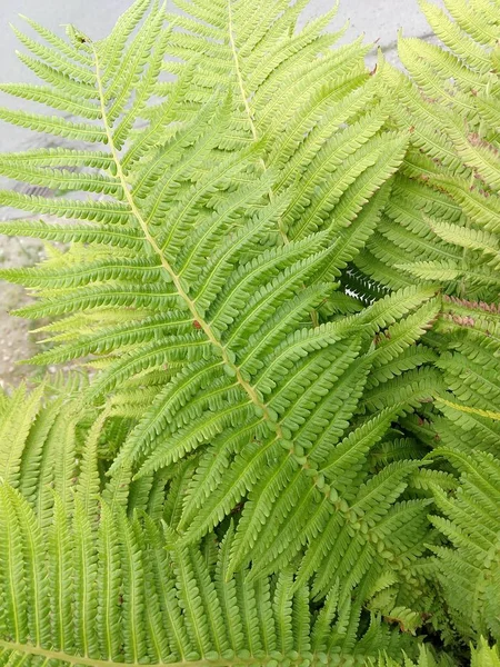 Hojas Verdes Tiro Día —  Fotos de Stock