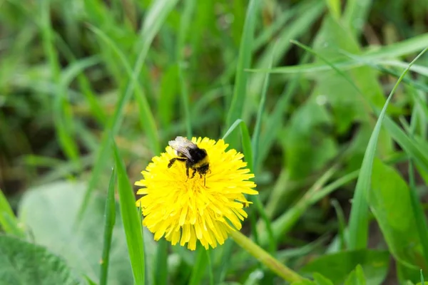 Bin Gul Blomma Trädgården — Stockfoto