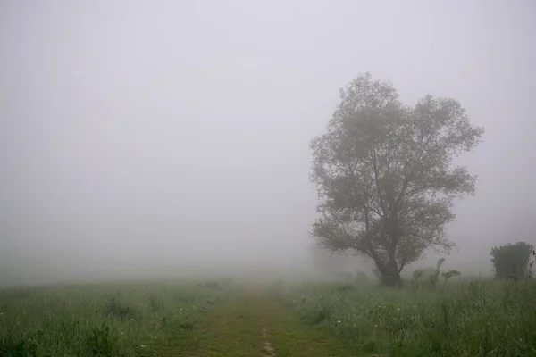 Misty Πρωί Στο Λιβάδι Δέντρα Και Θέα Σλοβακία — Φωτογραφία Αρχείου