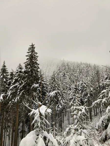 Vista Dall Alto Della Foresta Alberi Nebbiosi Sotto Manto Nevoso — Foto Stock