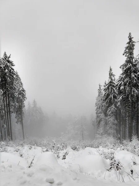 Niebla Árboles Justos Bajo Cubierta Nieve Día Disparo — Foto de Stock