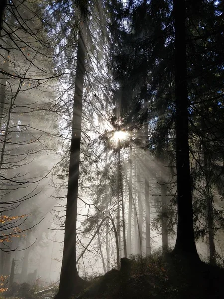 Sommerzeit Bäume Wald Slowakei — Stockfoto
