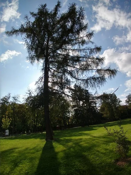 Träd Skogen Solig Dag — Stockfoto