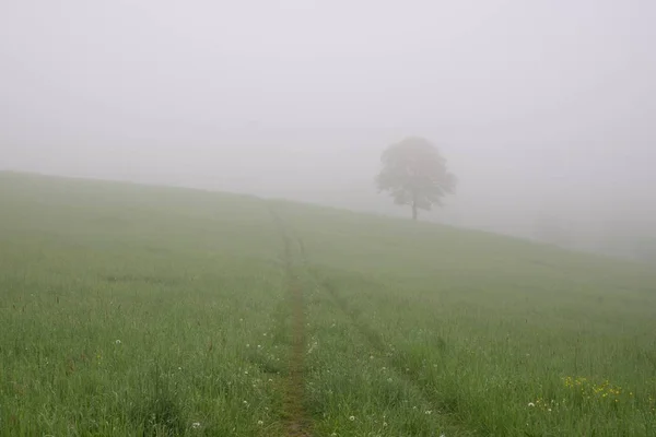 Туманное Утро Лужайке Деревьями Видами Словакия — стоковое фото