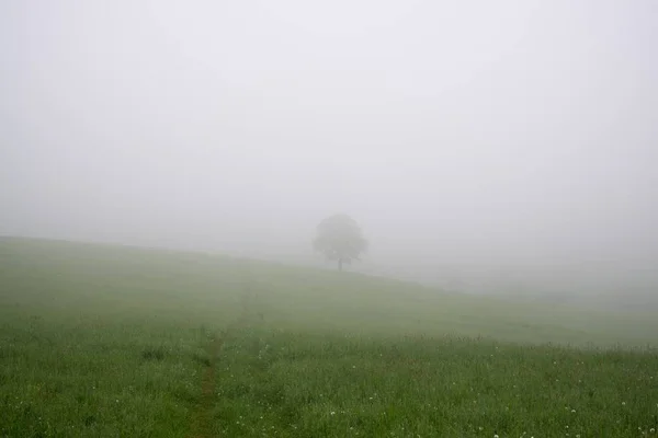 Misty Manhã Prado Com Árvores Vistas Eslováquia — Fotografia de Stock