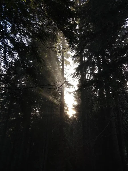 Sommerzeit Bäume Wald Slowakei — Stockfoto