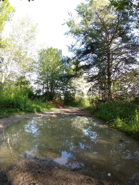 Trees Forest Sunny Day — Stock Photo, Image