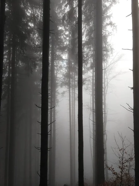 Zomertijd Bomen Het Bos Slowakije — Stockfoto