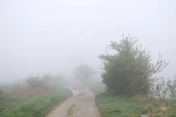 Tiro Floresta Durante Dia Eslováquia — Fotografia de Stock