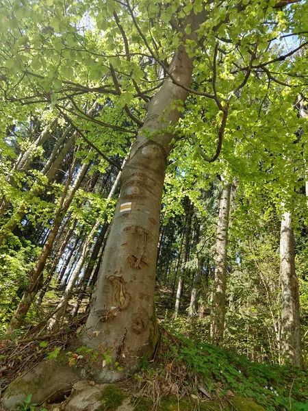 Sommerzeit Bäume Wald Slowakei — Stockfoto