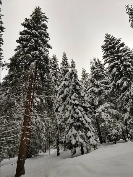 Alberi Invernali Nella Foresta Slovacchia — Foto Stock