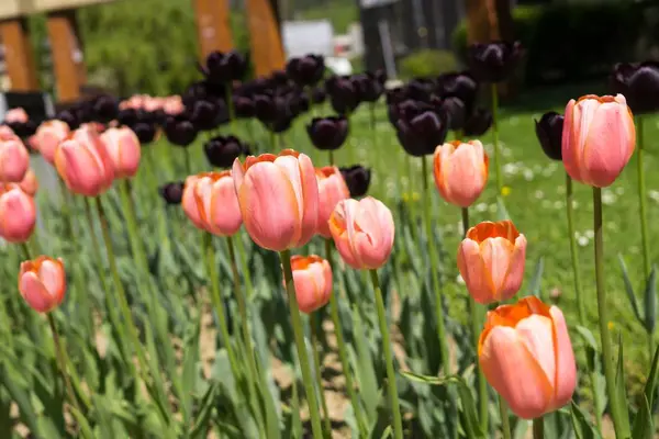 Belles Fleurs Tulipes Gros Plan — Photo