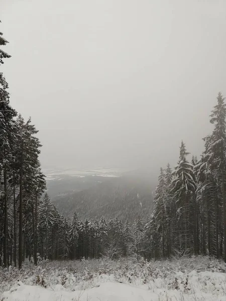 Karların altında sisli bir ağaç ormanının manzarası 