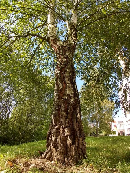 Дерева Лісі Під Час Сонячного Дня — стокове фото