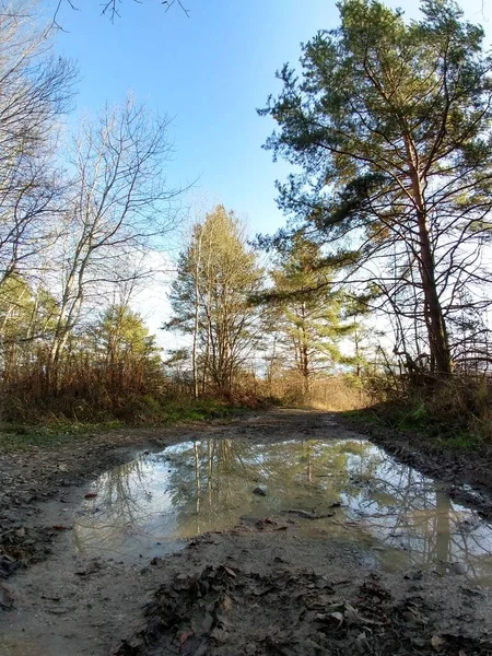 Puddle Bláta Lesní Cestě — Stock fotografie