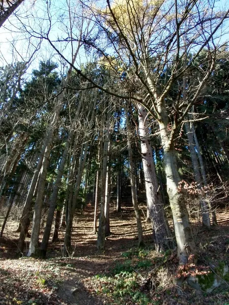 Sommerzeit Bäume Wald Slowakei — Stockfoto