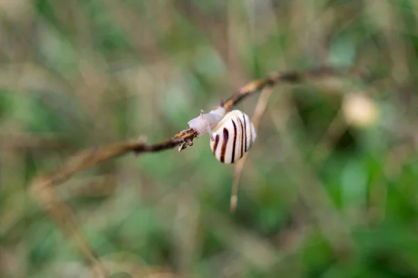 Escargot Sur Fond Arbre Fermer — Photo