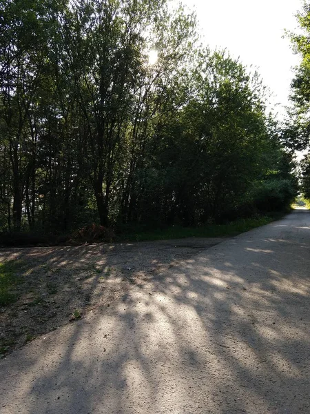 Arbres Dans Forêt Pendant Journée Ensoleillée — Photo