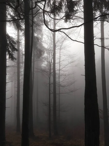 Zomertijd Bomen Het Bos Slowakije — Stockfoto