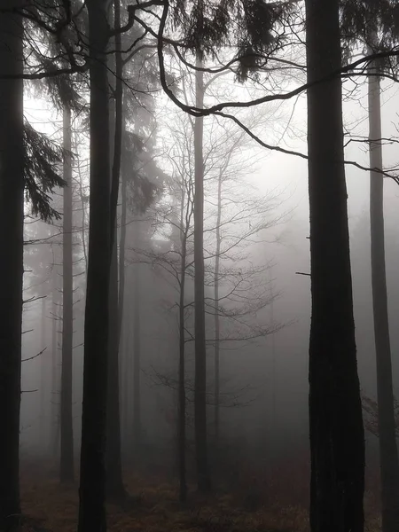 Sommerzeit Bäume Wald Slowakei — Stockfoto