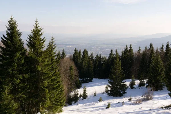 Winter Trees Forest Slovakia — Stock Photo, Image