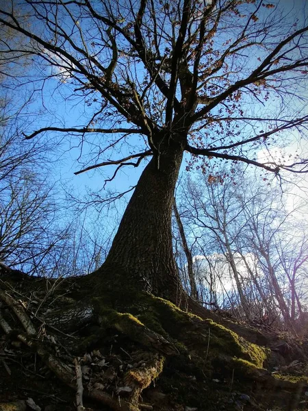 斯洛伐克森林中的夏季树木 — 图库照片