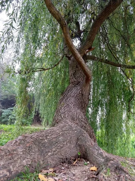 Bomen Het Bos Tijdens Zonnige Dag — Stockfoto