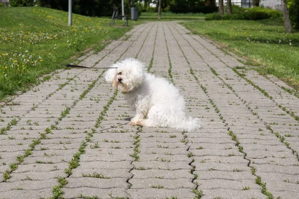 Χαριτωμένο Λευκό Σκυλί Εξωτερική Στο Πάρκο — Φωτογραφία Αρχείου