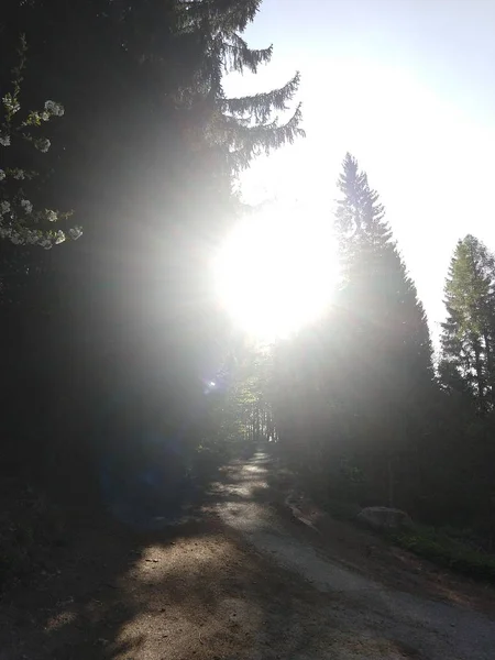 Alberi Estivi Nella Foresta Slovacchia — Foto Stock