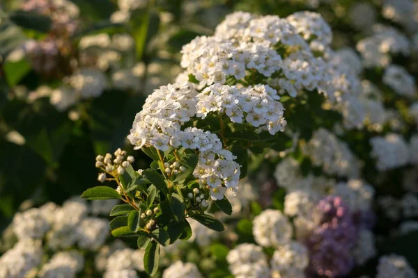 Farbe Blumen Nahaufnahme — Stockfoto