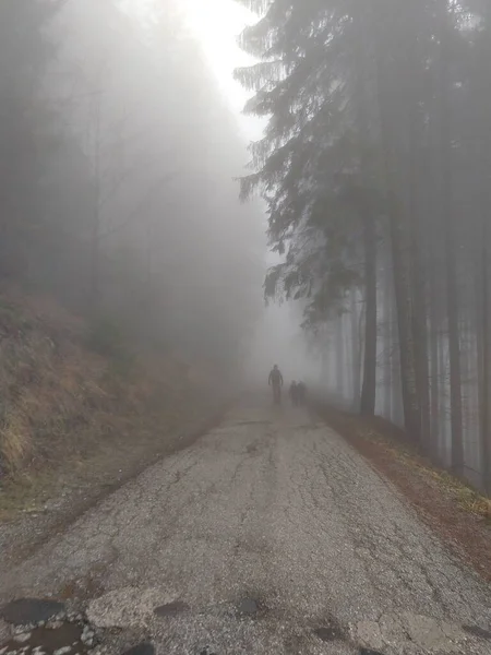 Zomertijd Bomen Het Bos Slowakije — Stockfoto